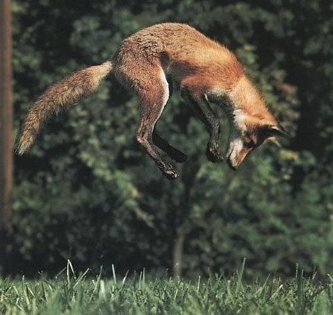 tumblr_l4wxvlDMEo1qzya49o1_500.jpg (480×454) #fox