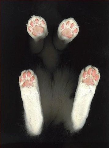 FFFFOUND! #kitties #photography