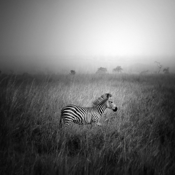 Photograph pundamilia by Andy Lee on 500px #photo #photography #zebra
