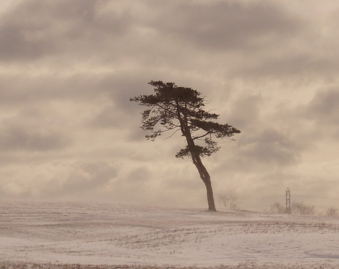 By the Sea... : Photo #cloud #tree #snow #landscape #photography #sea #nature #alone #coast #beauty