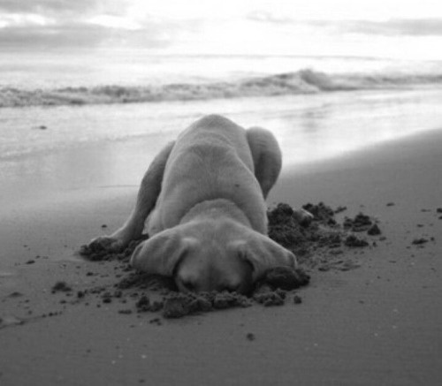 Somewhere along the way #dog #beach #sand #bw #photography