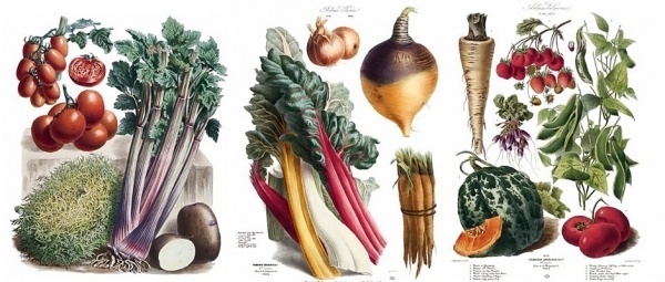 It's Nice That : 19th Century French vegetable catalogue paintings reproduced in all their painstaking glory #illustartion