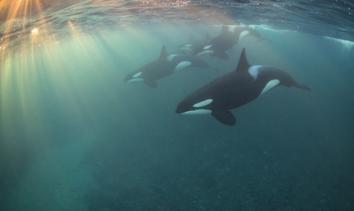 The Stunning Winners Of The 2017 Underwater Photographer Of The Year