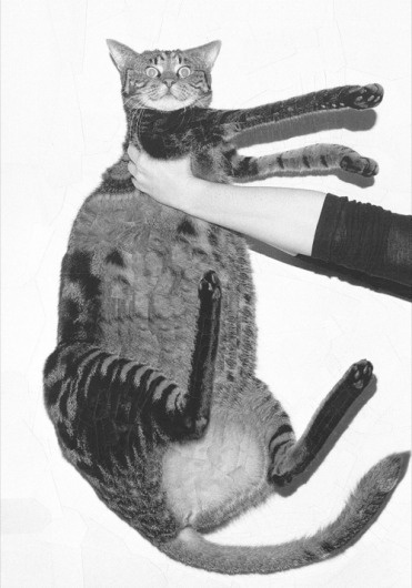 Lola Dupre « PICDIT #art #collage #cat