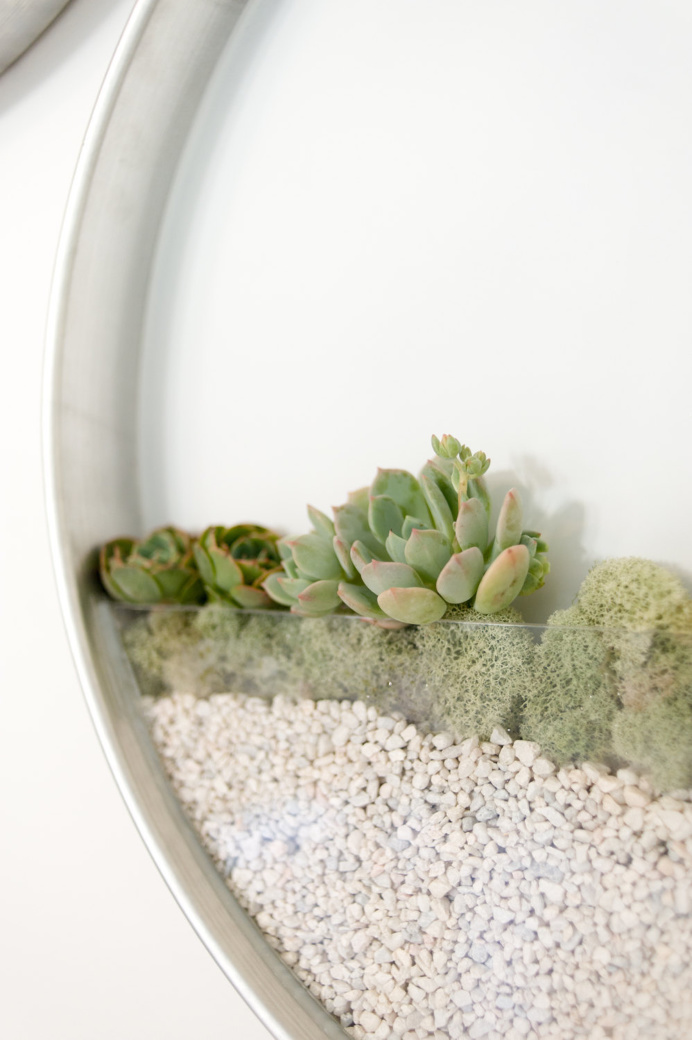 succulent, plant, interior