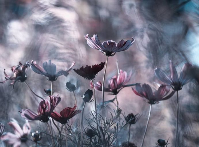 #flowerstagram: Wonderful Flower Photography by Fabien Bravin