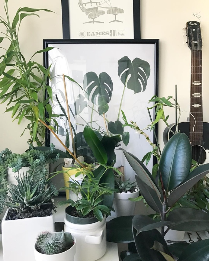 #plants #interior by @bec featuring #monsteradeliciosa print by Haarkon UK