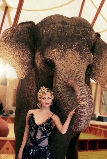 Jonas Eriksson » Every Reason to Panic #reese #witherspoon #elephant