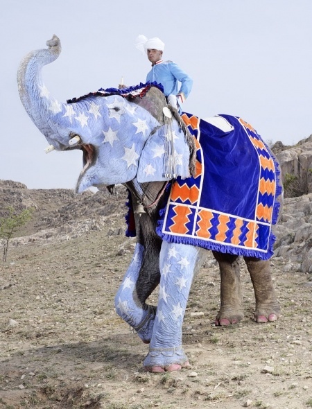 Charles Freger: Painted Elephants