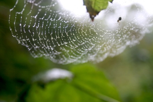 Doug Sheets | Nature Treks #photography #water #spider #nature