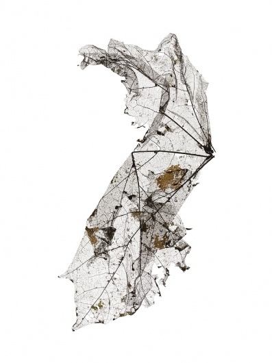 At This Rate « Studio8 Design #leaf #close #organic #up #macro #detail