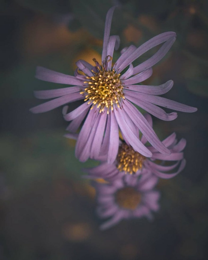 Conceptual and Fine Art Flower Photography by Ana Tudur