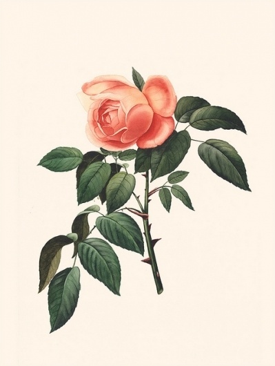 Y_Y | Flickr - Photo Sharing! #rose