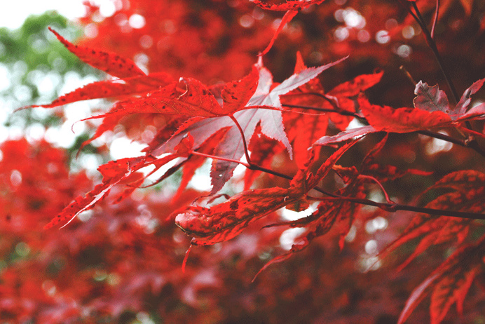 #Toronto #canada #photography #maple #red #love
