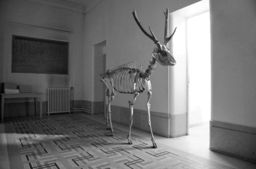 soggetti smarriti #deer #skeleton #white #photo #black #and