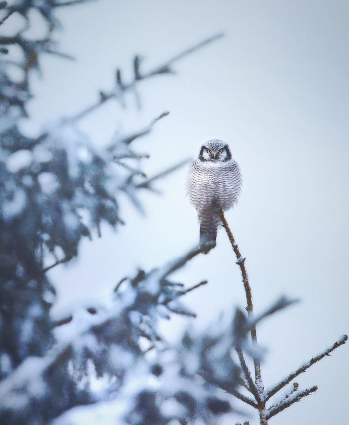 Wildlife Finland: Wild Gray Wolfs, Wolverine and Birds by Niko Pekonen