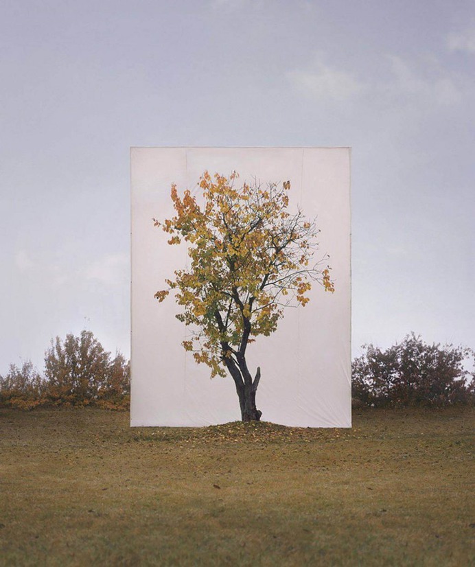 Framed Trees in South Korea by Myoung Ho Lee