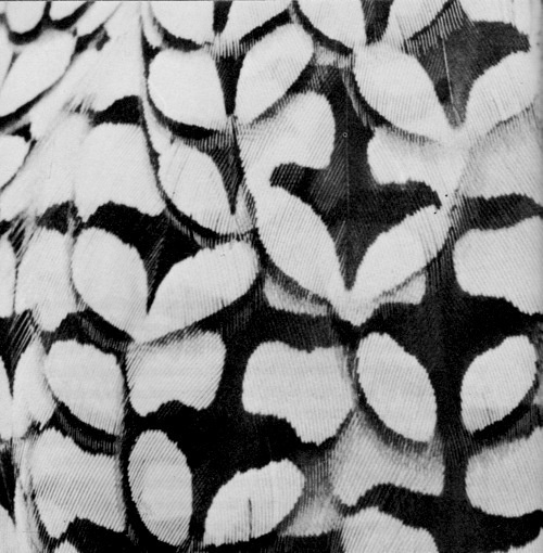 The Joyous Cosmology by Alan Watts #watts #white #black #feathers #nature #alan