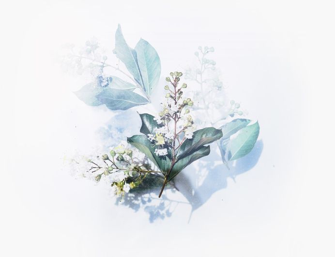 White floral bouquet in sunlight photo by syun rai (@syunrai) on Unsplash