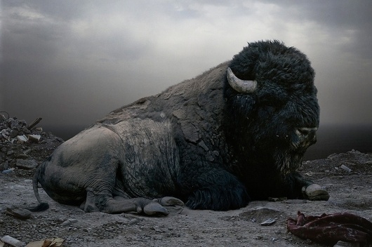 Category: Talents » Jonas Eriksson #buffalo #animal #black