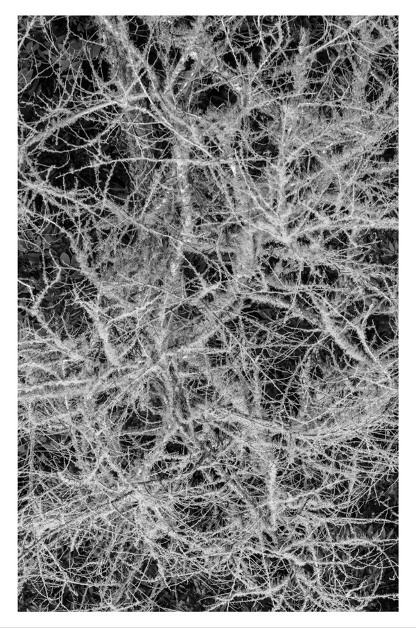 Raming #univers #white #tree #and #branches #bush #blanc