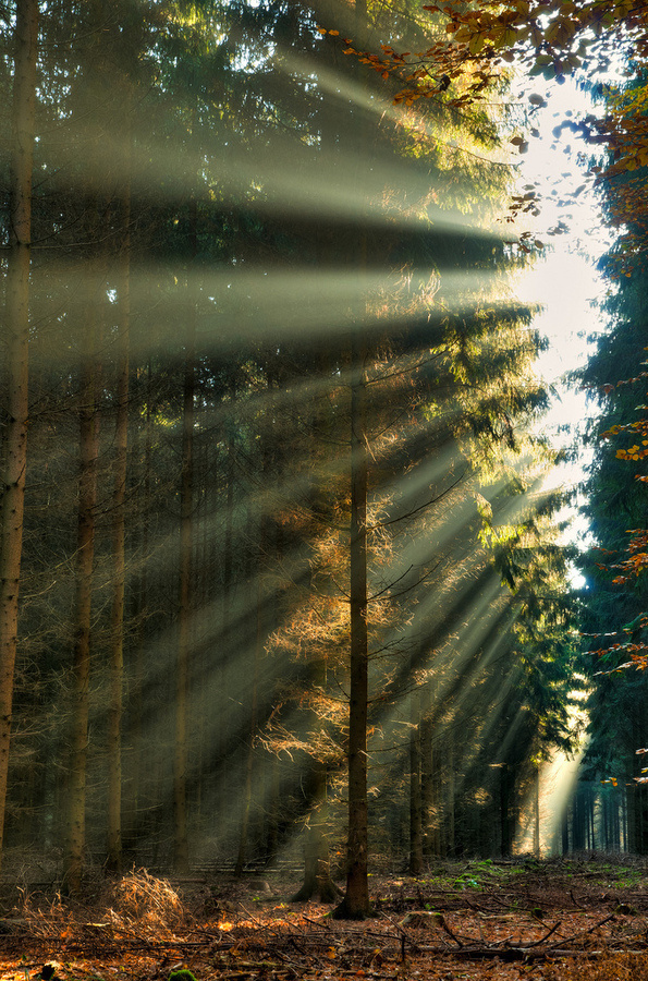 light