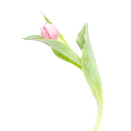 MA09 #flower #photography