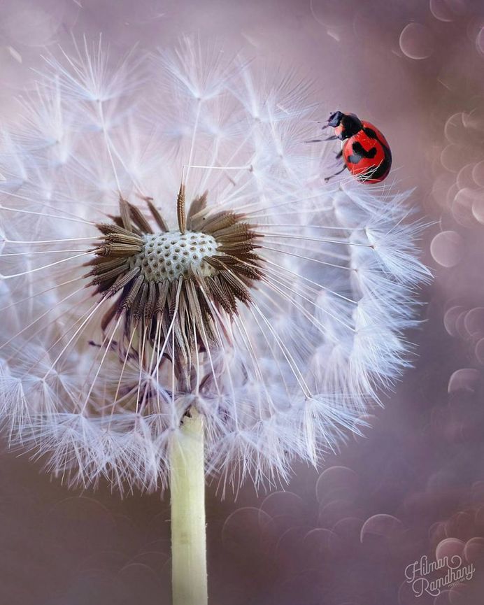 Insanely Detailed Macro Photos Of Insects by Hilman Ramdhany