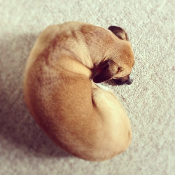 Photo by jagnagra #puppy #photography #dog