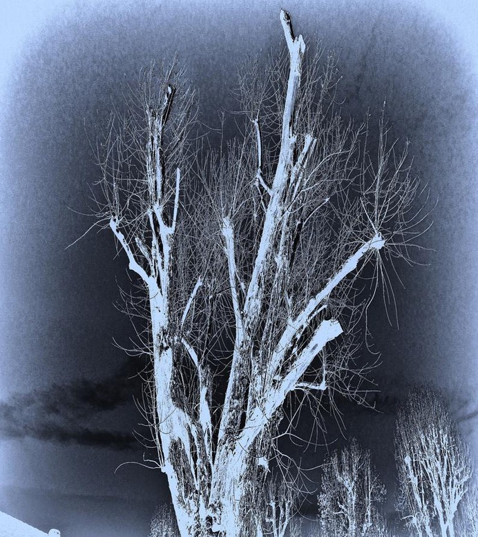 Dead Tree Phone Wallpaper #etsy #tree #monochrome #photography #Wallpaper