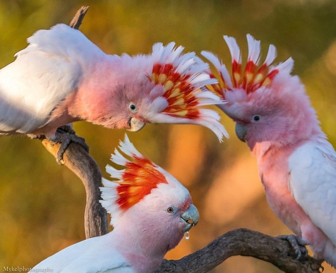 #birdstagram: Striking Bird Photography by Michael Jury