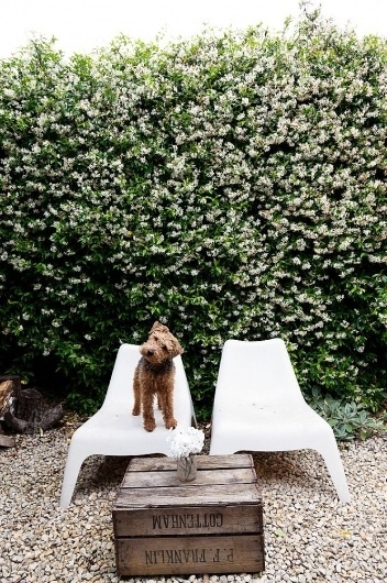 Abigail Ahern at Home in London #dog