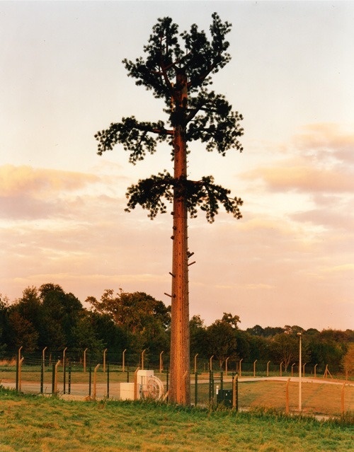 Sasha Bezzubov | PICDIT #photo #photography #tree #landscape
