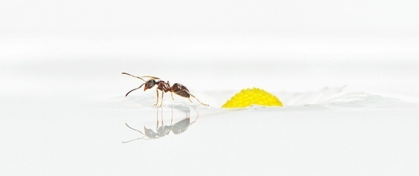 Robert Trevis-Smith #photography #inspiration #macro