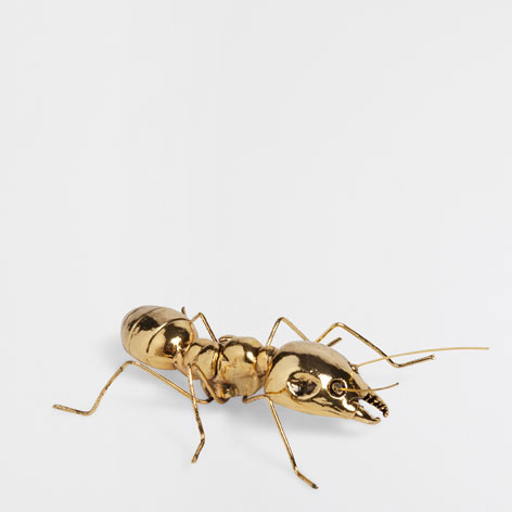 Metal Ant, Zara