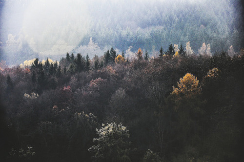 beyond the pines