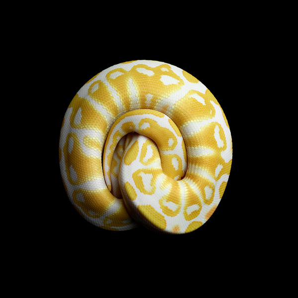 Mark Laita #photo #knot #snake