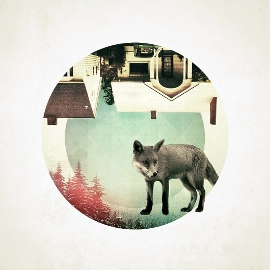 Foxy Friday - RK Design #circle #illustration #nature #fox