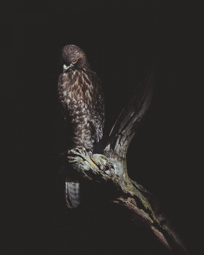 Magical Pictures of Owls: Bird Photography by Daniel J Nevares