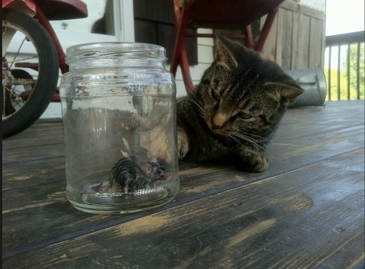 Wall Photos #live #just #mouse #cat #photography #real #jack #animals #death #funny #life