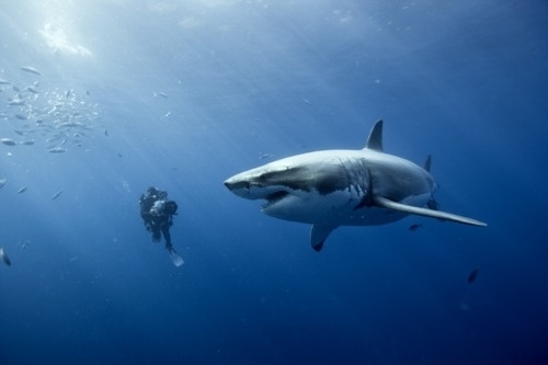 DeadFix · #shark