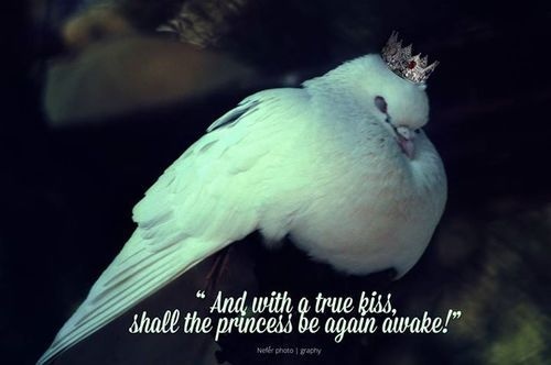 True Kiss #white #tale #fairy #dove #sleep #bird #wings