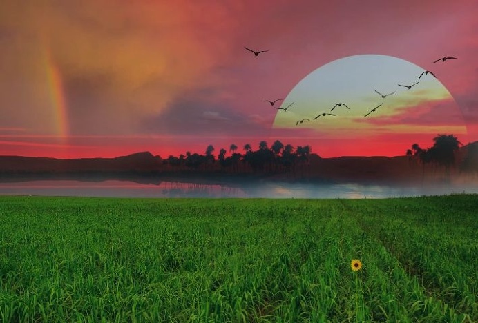 #sunset#Nature#outdoors#birds#green#grass