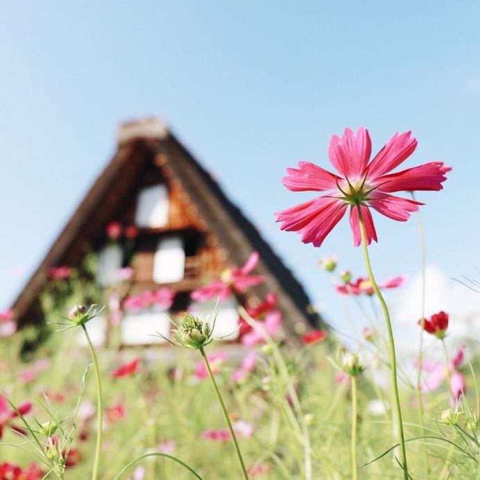 Beautiful Japanese Flowers Photos by Kaori Tanimoto