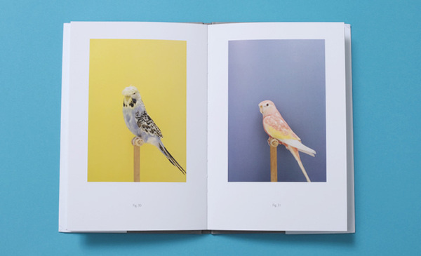 'An Incomplete Dictionary of Show Birds' by Luke Stephenson | Art | Wallpaper* Magazine: design, interiors, architecture, fashion, art #birds #magazine