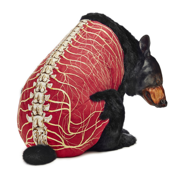 DEBORAH SIMON #of #anatomy #the #embroiders #bears #furless