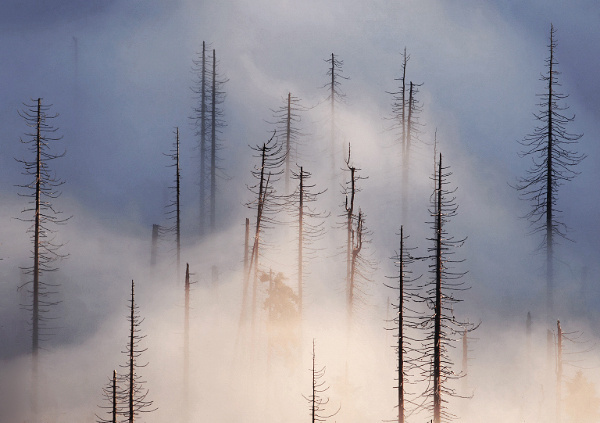 Beautiful Cloud Forest and Fog Photography by Kilian Schönberger #winter #forest #cloud #foggy
