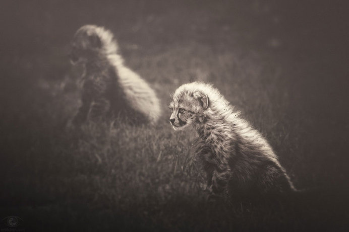 africa-souls-zoo-photography-manuela-kulpa-2 #photography #animals