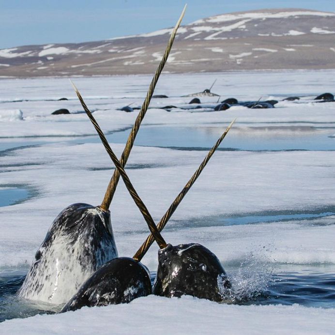 Paul Nicklen Documents The Ice and Wildlife of The Polar Regions