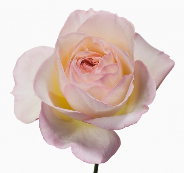 Big Blooms by Paul Lange #inspiration #photography #macro